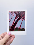 Cape Pines Red #1