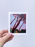 Cape Pines Red #2