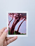 Cape Pines Red #4